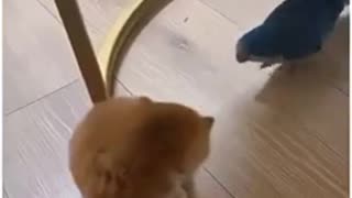 😂🦁 Kitten vs. Birds: The Ultimate Showdown! | FunFM