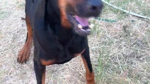 😂🐶 Does Your Non-Husky Dog Try to Talk Too? This One Tries! | FunFM