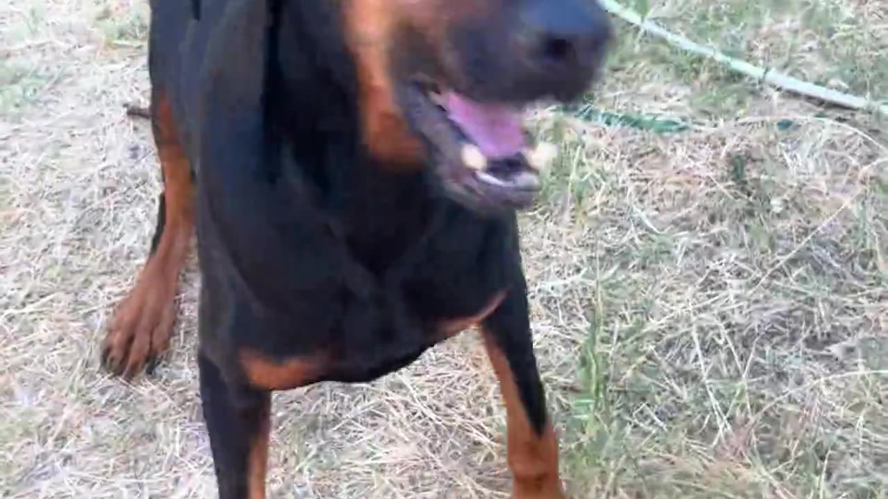 😂🐶 Does Your Non-Husky Dog Try to Talk Too? This One Tries! | FunFM