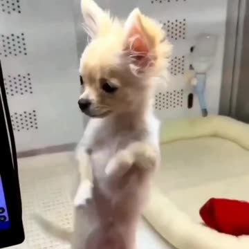 🐾😂 Funny Cats Alert | Melt Your Heart with Hilarious Moments!