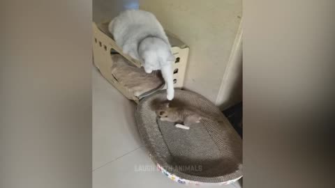 Funny Animal Videos 2025 - Funny Dogs and Cats - Funny Animal Videos