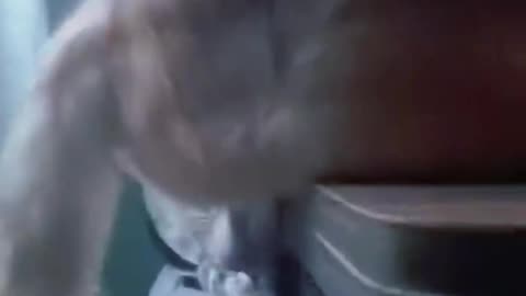 CAT RINGING A BELL 👌😀😀😀