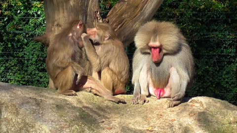 monkies 🐒🐒🌳