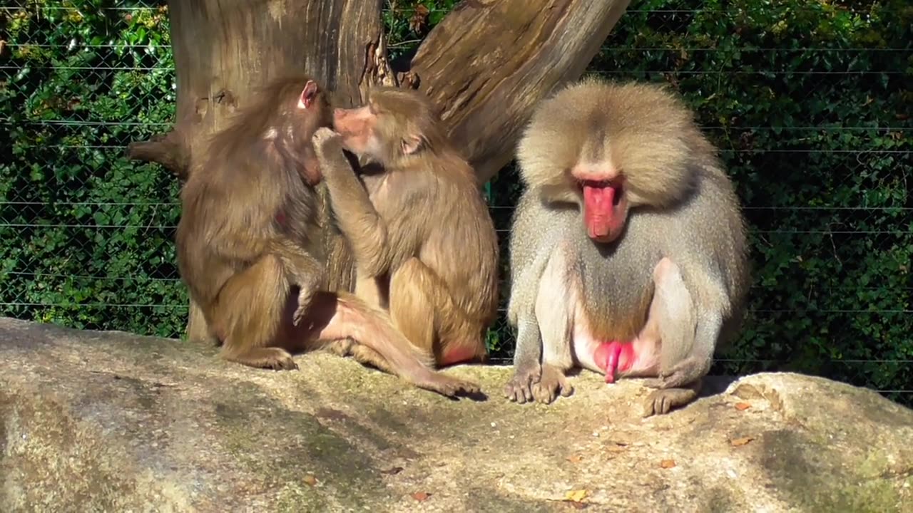 monkies 🐒🐒🌳