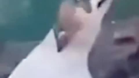 Very funny videos