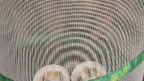 Cat Yearns To See Butterfly Growing Kit