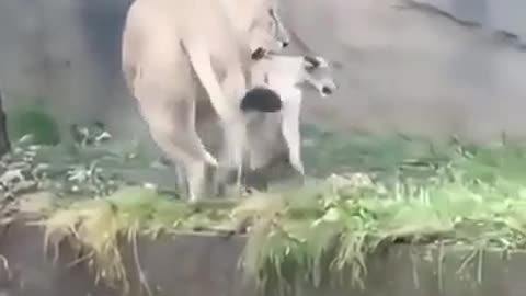 😂🐾 You Won't Believe This Hilarious Animal Moment! | FunFM