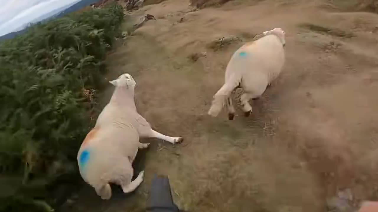 😂🏇 You Won't Believe This Epic Trail Ride Fail! | FunFM