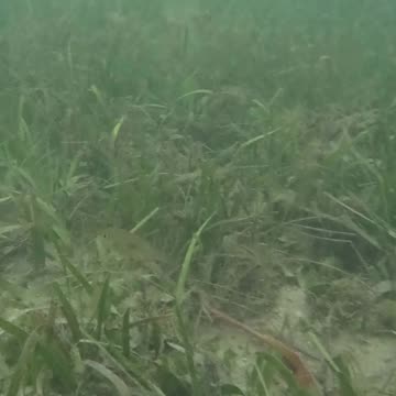 Morning Snorkeling. Mangrove Area