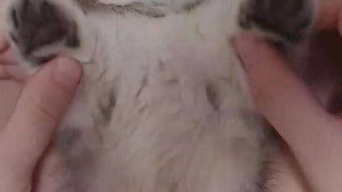 Lazy cats also need to exercise