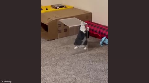 Animals Acting Like Drama Queens – Try Not to Laugh