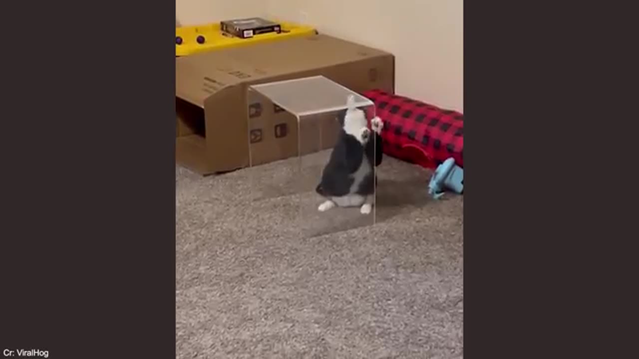 Animals Acting Like Drama Queens – Try Not to Laugh