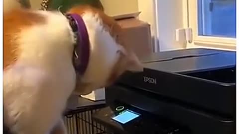 Best Funny Dogs & Cats Videos 2024 😂