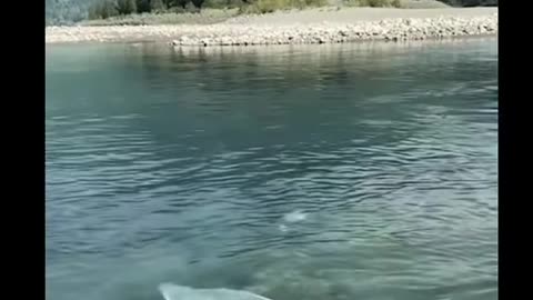 THEY MADE THE PIG FROM THE DNA OF A WILD BOAR AND THE DNA FROM A HUMAN TO MOCK US