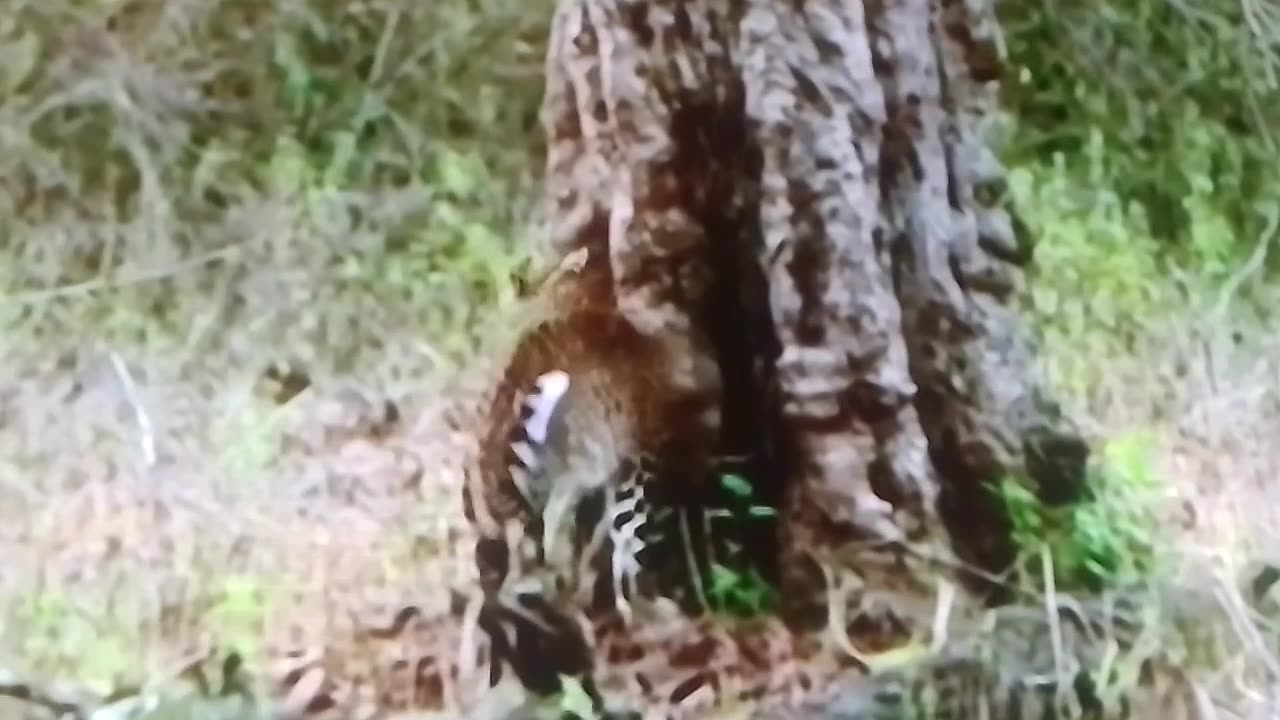 Wild Last Paradise! Only in Tanzania