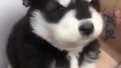 baby husky howling