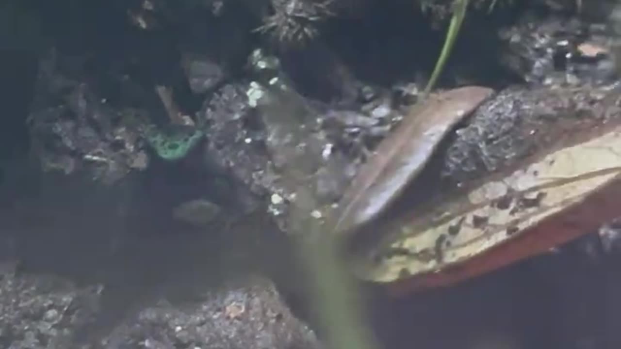 It’s rare seeing both dart frogs out and about at the same time