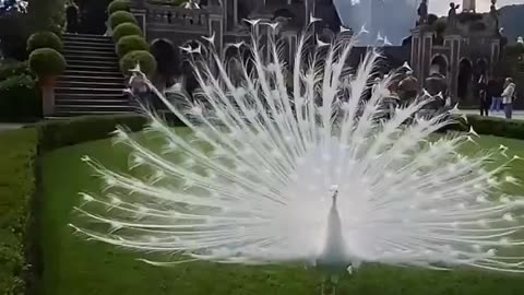 white peacock