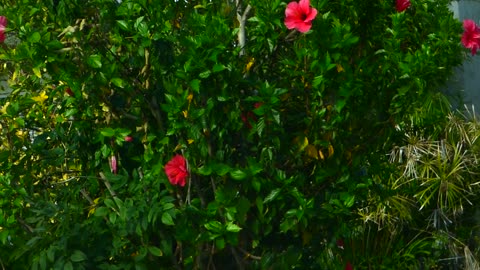Taking another moment to capture footage of the plants and building
