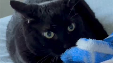 Cute Precious Piper Loves to Be a Kitten - Adopting a Cat from a Shelter Vlog #shorts