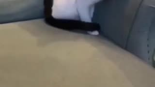 😍🐱 You Won't Believe This Cat's Full Circle Move! | FunFM