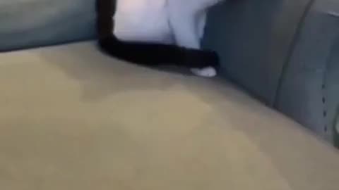 😍🐱 You Won't Believe This Cat's Full Circle Move! | FunFM