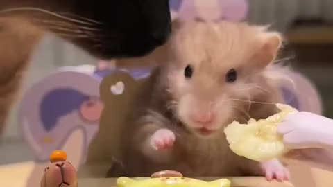 What would a mouse do when a cat looks at it hungrily?