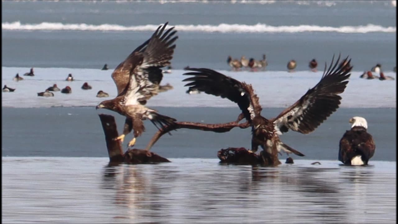 Bath Time - Power Plays - Onondaga Lake Eagles