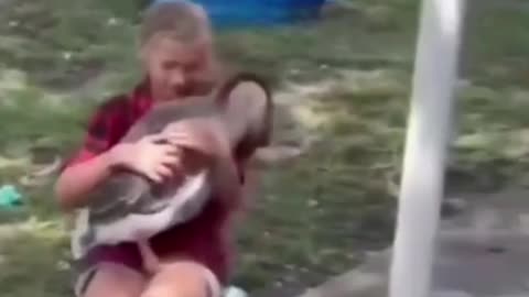 Goose's reaction to seeing its favorite person after long time