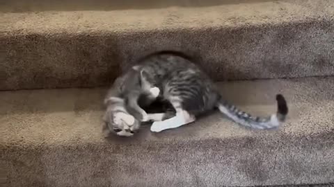 funny cat