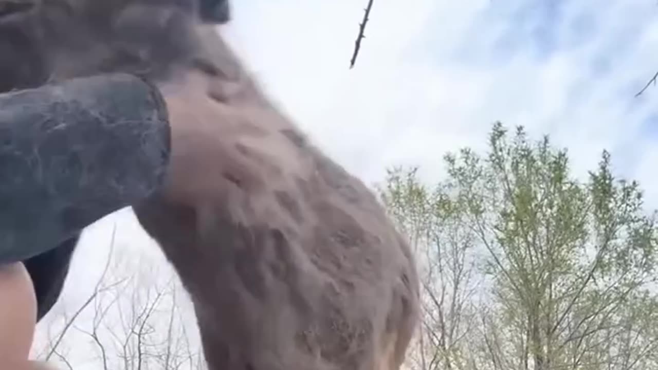 This couple rescued a deer whose leg was caught in a trap and then ❤️