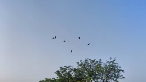 Nature and Animals
