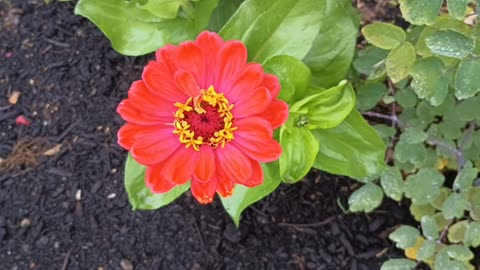 Zinnia