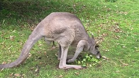Eastern grey kangaroo 🦘