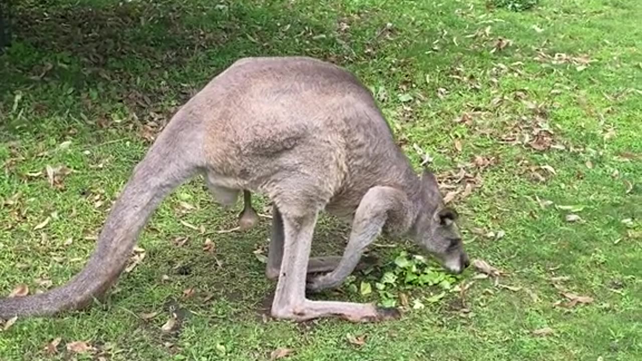 Eastern grey kangaroo 🦘