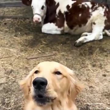 What does the cow say? 😅