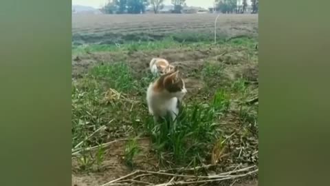 top 50 most popular funny animal videos!!!
