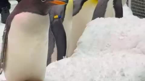 Penguin encounter in Dubai