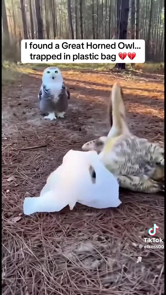 RESCUED SATURDAY 11/29/25