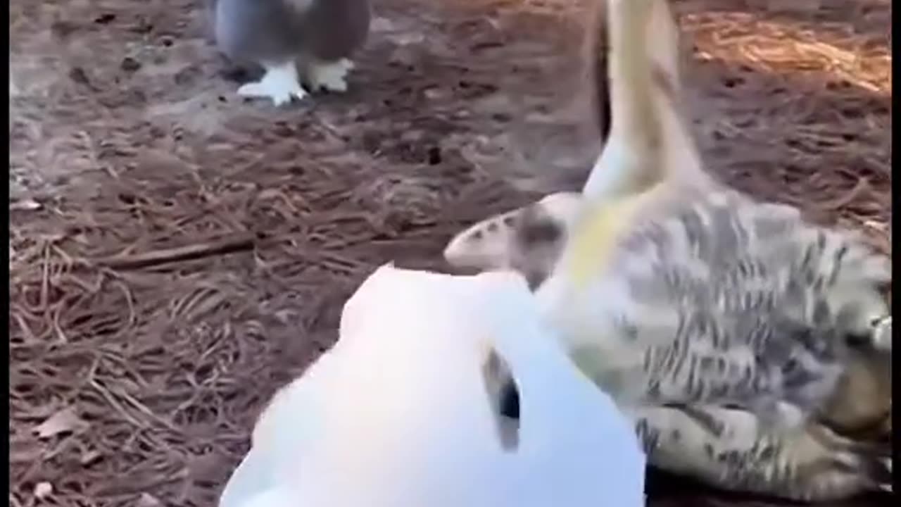 RESCUED SATURDAY 11/29/25