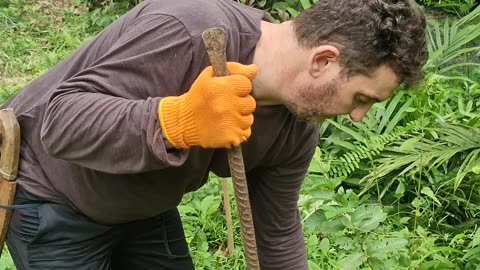 Expat Life in the Philippines, Planting Mulberry Cuttings at the Farm