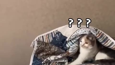 Dog's Comedy Videos 🤣 so cute videos 😍 funny videos 🤣