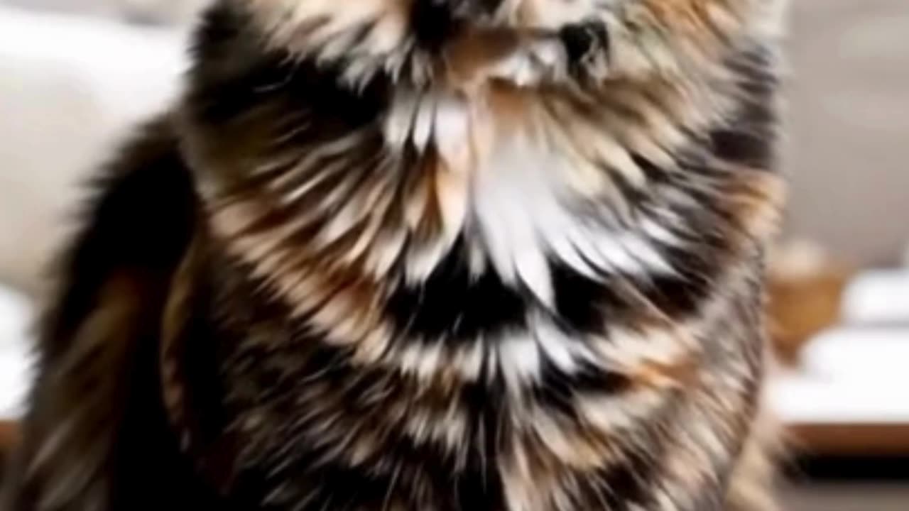 "Cat Sneezes Like It’s the End of the World"