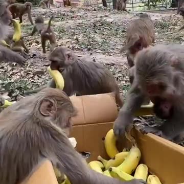 Monkey Banana Party - Monkeys Devour Bananas