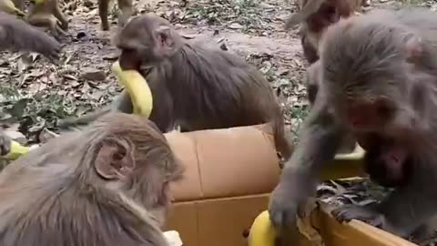 Monkey Banana Party - Monkeys Devour Bananas