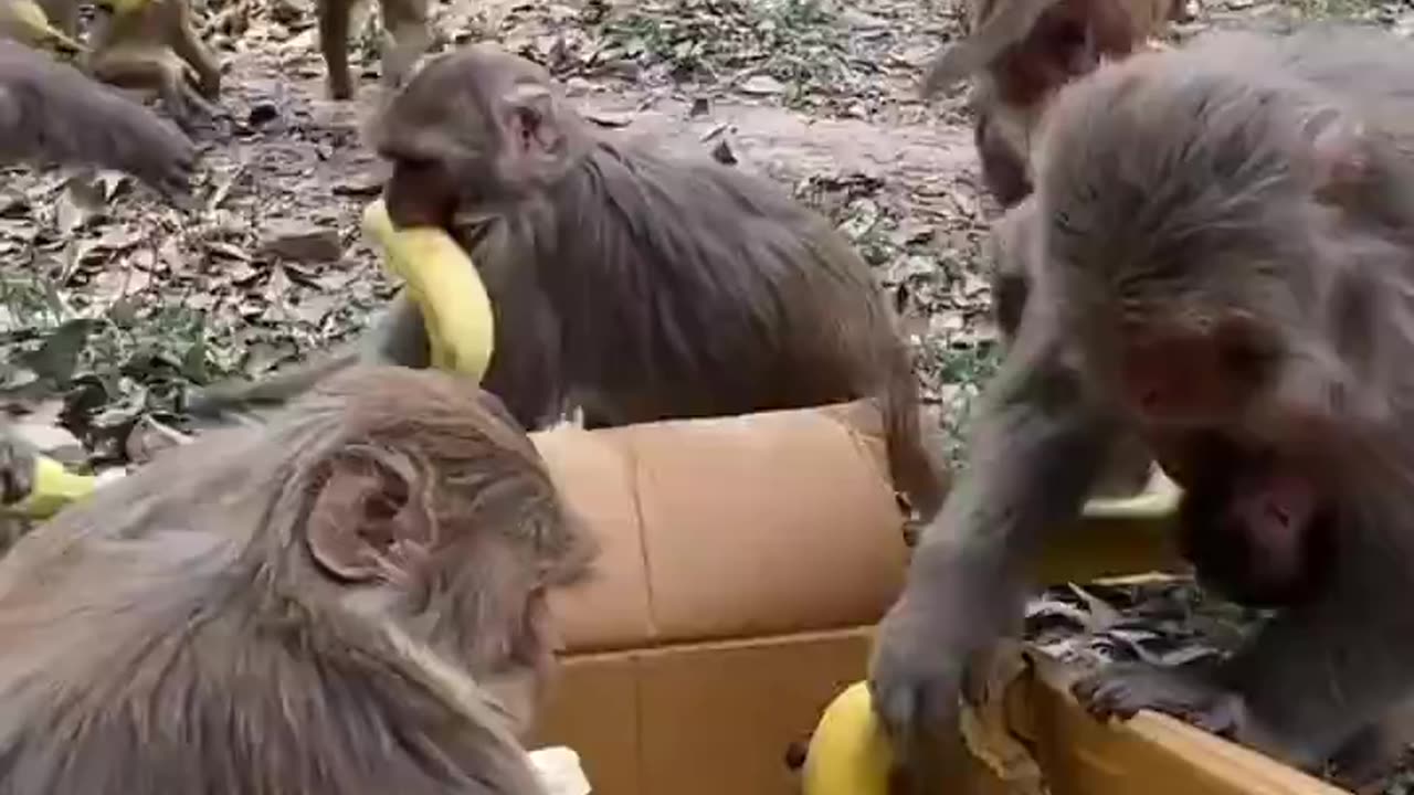 Monkey Banana Party - Monkeys Devour Bananas
