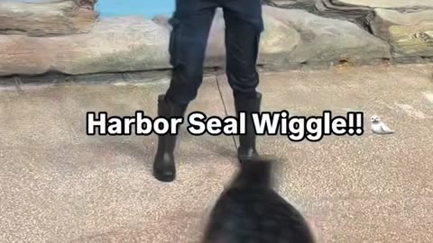 😂🐬 Watch These Seals Show Off Their Wiggle Styles! | FunFM