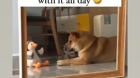 I bought my dog this toy and he has been arguing 🤣with it all day