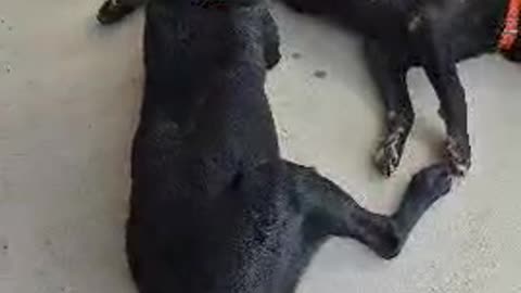 doggy