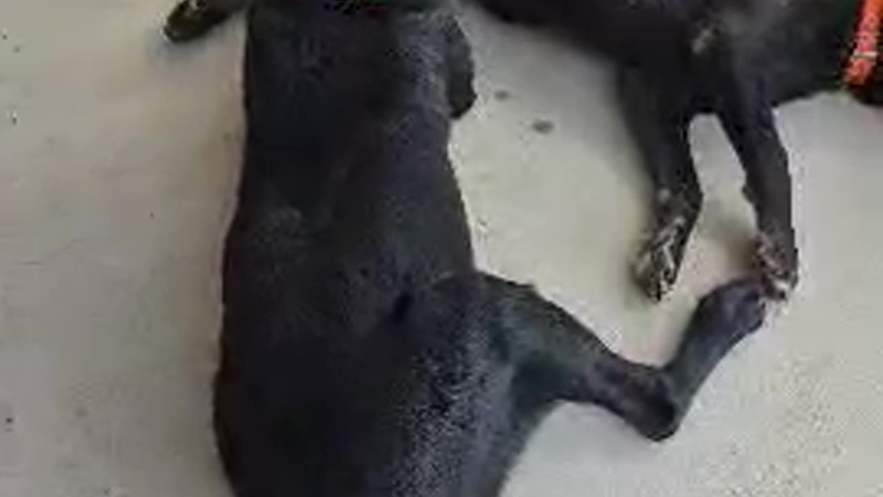 doggy